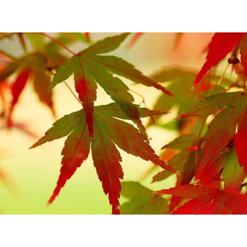 COLOR LEAVES