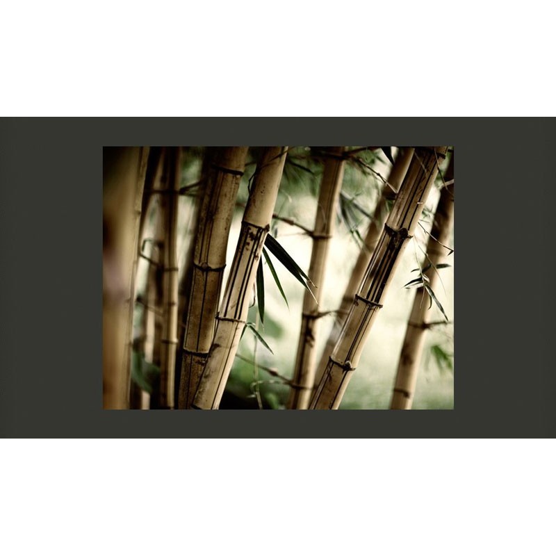 Bosque de Bambú