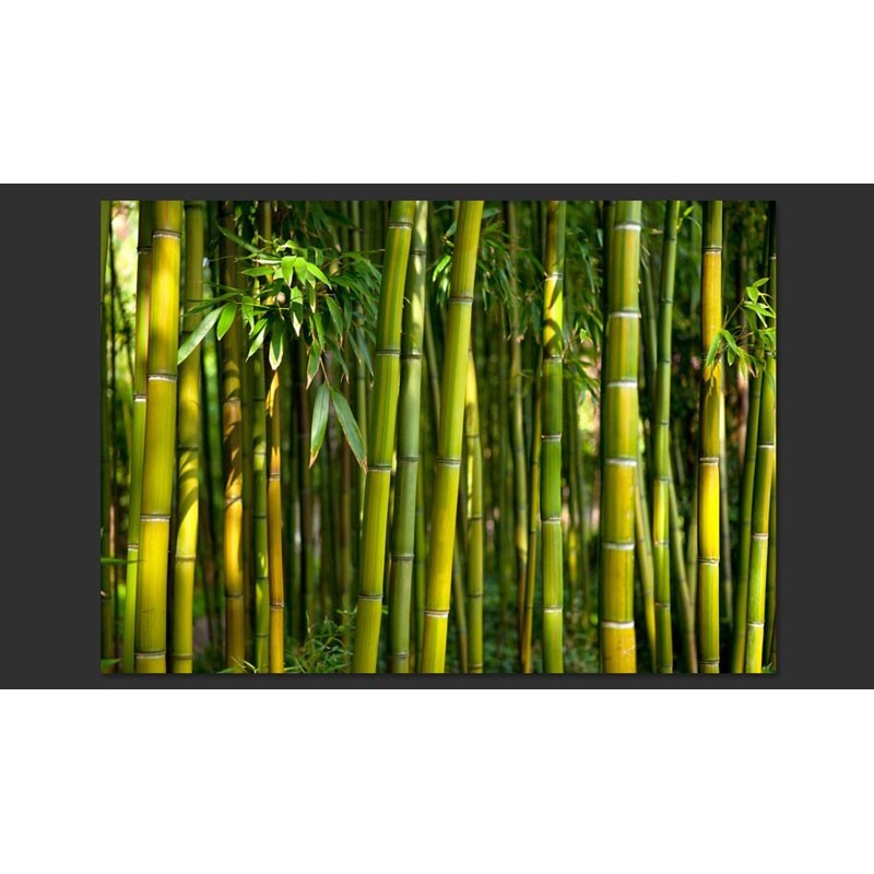 Jardín de Bambú
