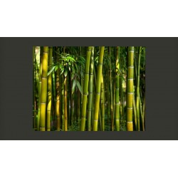 Bosque Asiatico de Bambú