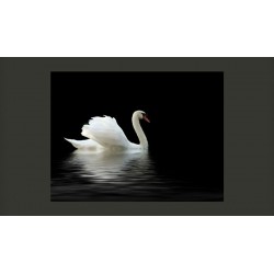Cisne (blanco y negro)